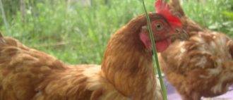 Почему, что делать при увеличении или закупорке зоба у курицы (кандидоз, атония)
