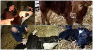 Симптомы и лечение лептоспироза у крупного рогатого скота