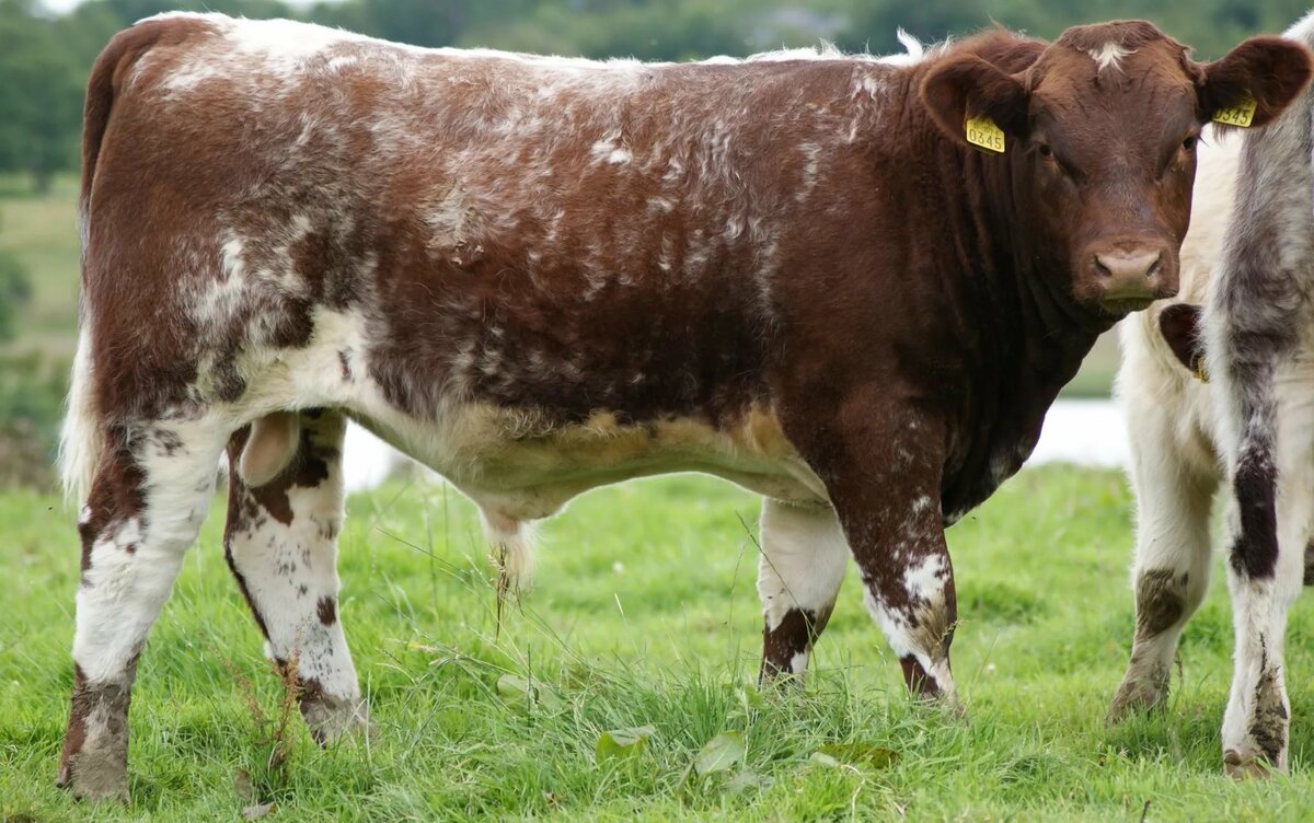 Герефордская порода коров: особенности разведения