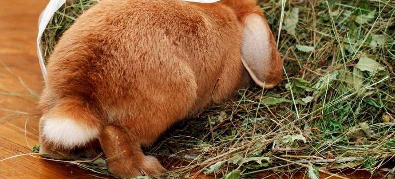Почему кролик не ест и не пьет: что делать и как лечить