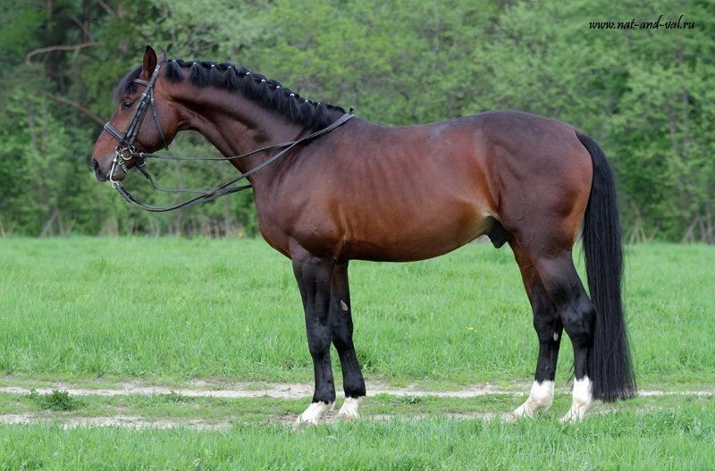 Ганноверская порода лошадей: описание, характеристики и фото