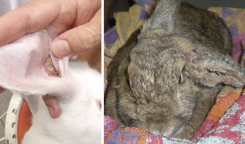 Все о кокцидиозе у кроликов: признаки болезни, лечение и профилактика