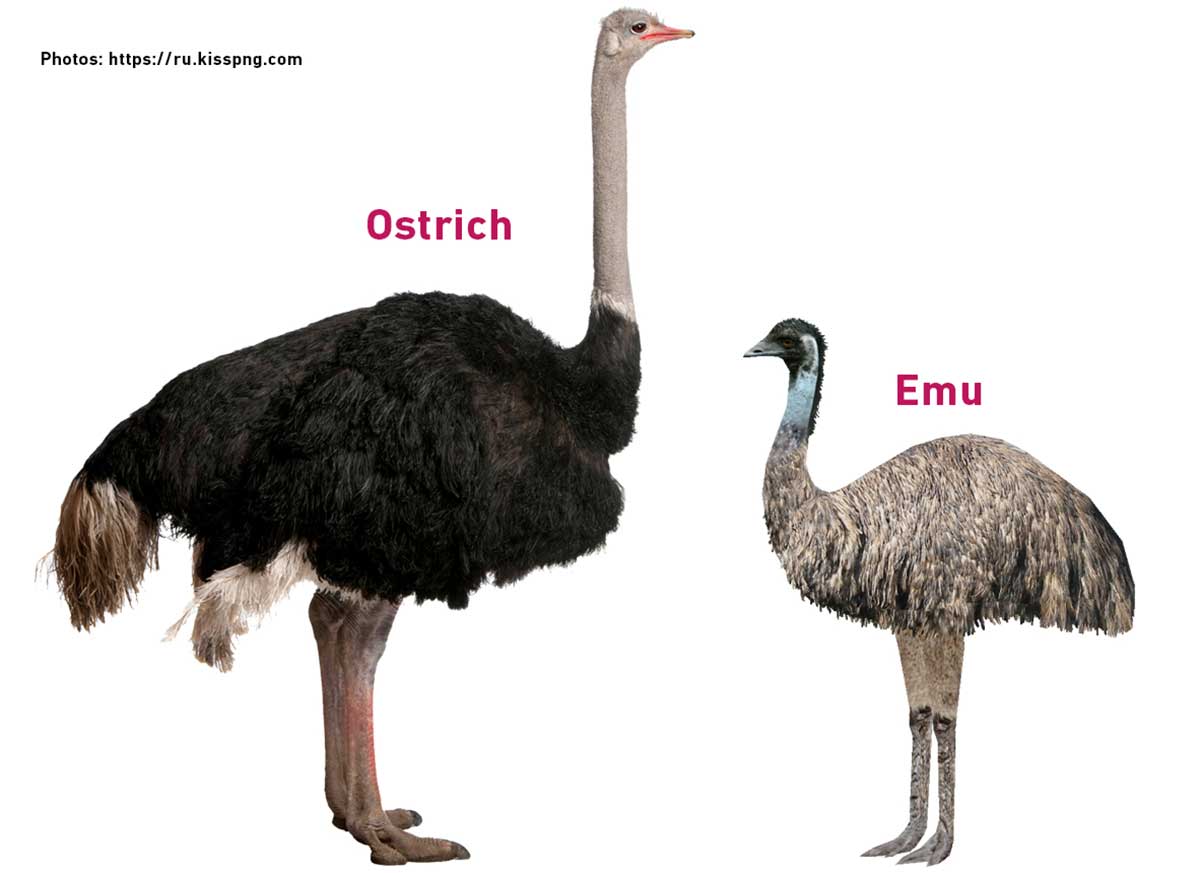 Сколько весит взрослый страус: виды и особенности