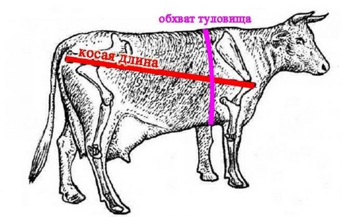 Мясные породы быков: обзор самых популярных и продуктивных видов