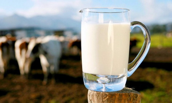 Почему у коровы неприятный запах молока