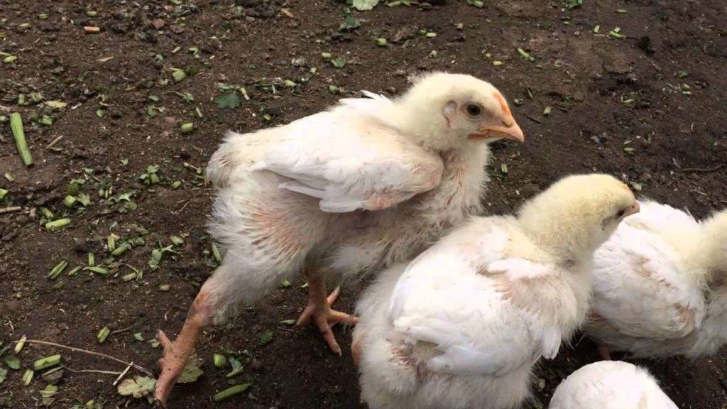 Дохнут цыплята: почему это происходит, что делать и чем следует лечить?