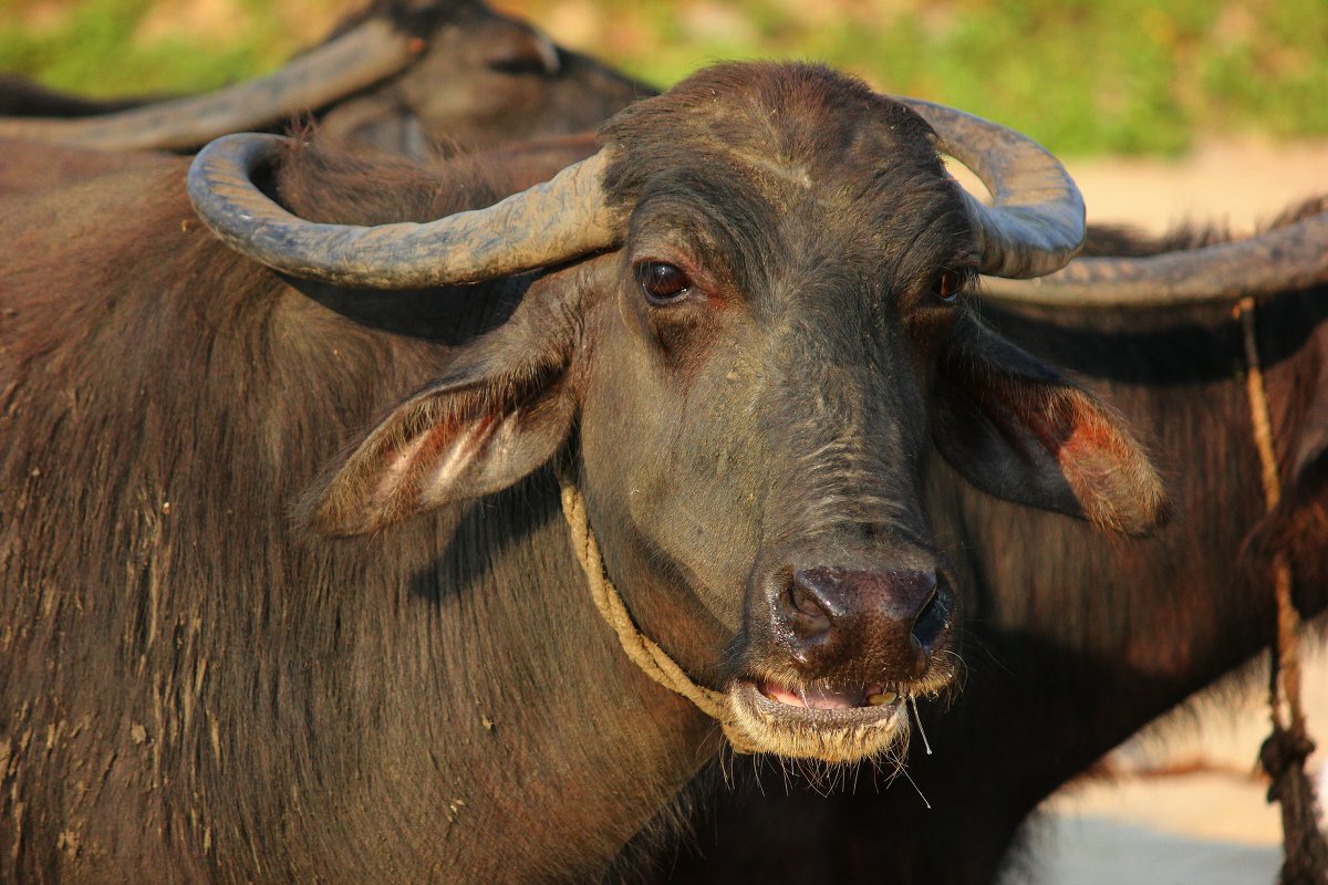 Разведение и содержание буйволов, корма для буйволов