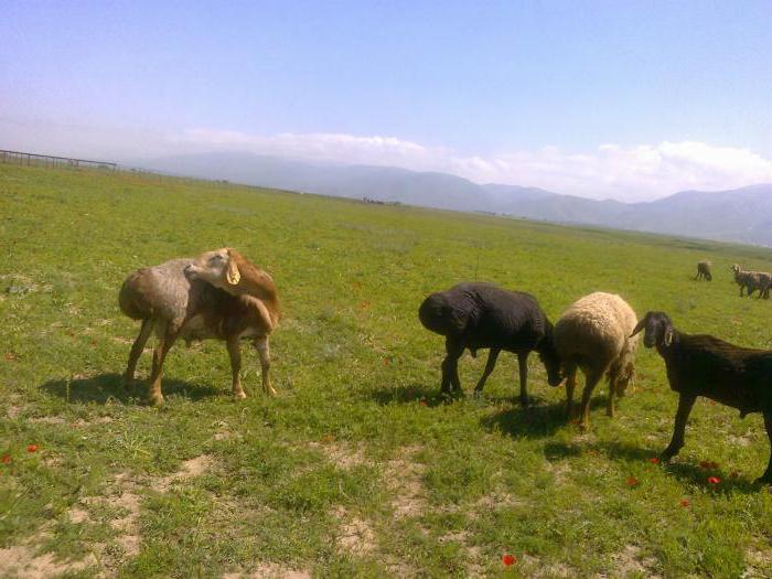 Особенности разведения и содержания гиссарских овец 2020
