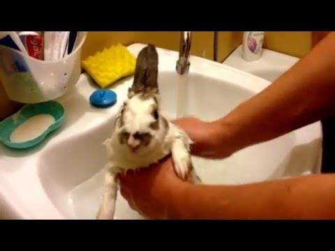 Как купать декоративного кролика и можно ли это делать