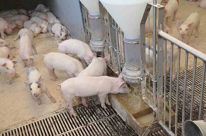 Разведение свиней для начинающих: выбор породы, правила составления рациона, вакцинация животных