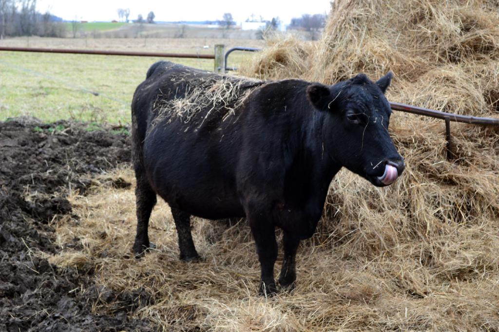 Сколько корова вынашивает теленка: особенности беременности у домашнего скота