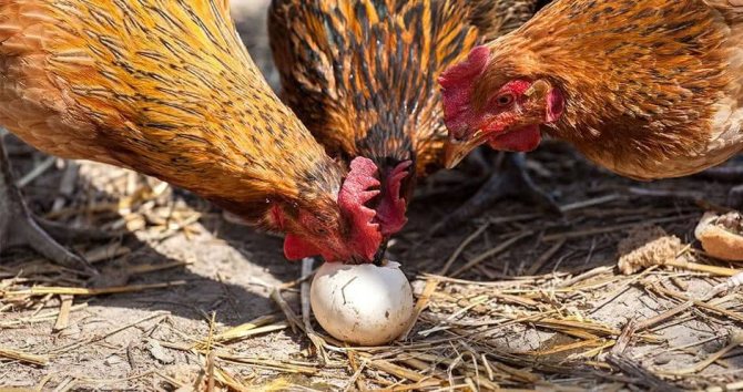 Почему куры клюют яйца: причины, что делать — selok.info