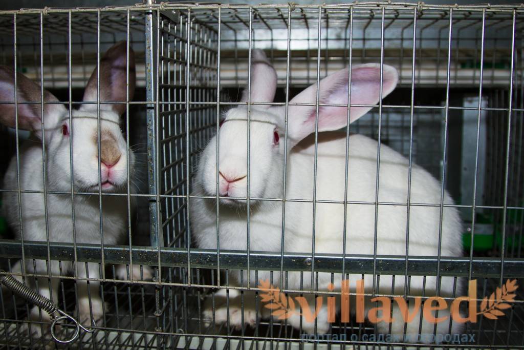 Размножение декоративных кроликов