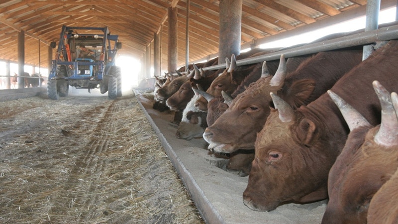 Разведение коров на молоко или мясо в домашних условиях: с чего начать фермерский бизнес и как составить план?