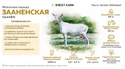 10 особенностей коз зааненской породы