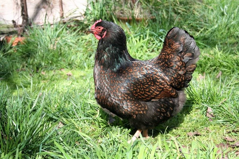 ✅ о породе кур виандот: описание и характеристика, как отличить пол цыпленка - tehnomir32.ru