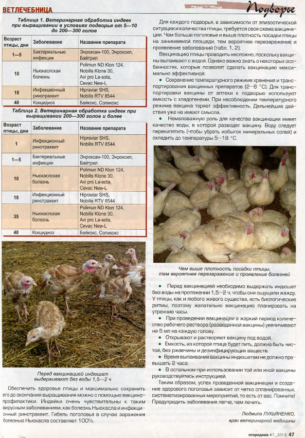 Чем пропоить цыплят: обзор витаминов и антибиотиков