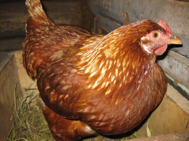 Как лечить выпадение яйцевода у кур в домашних условиях