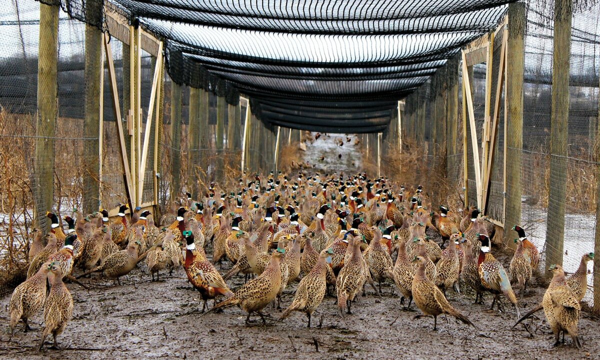 Чем кормить птенцов диких фазанов. кормление фазанов в домашних условиях: нормы, режим