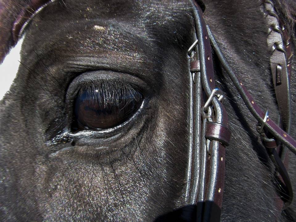Зачем лошадям закрывают глаза по бокам?