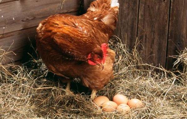 ✅ что сделать, чтобы куры не клевали и не съедали свои яйца (причина, как отучить) - tehnomir32.ru