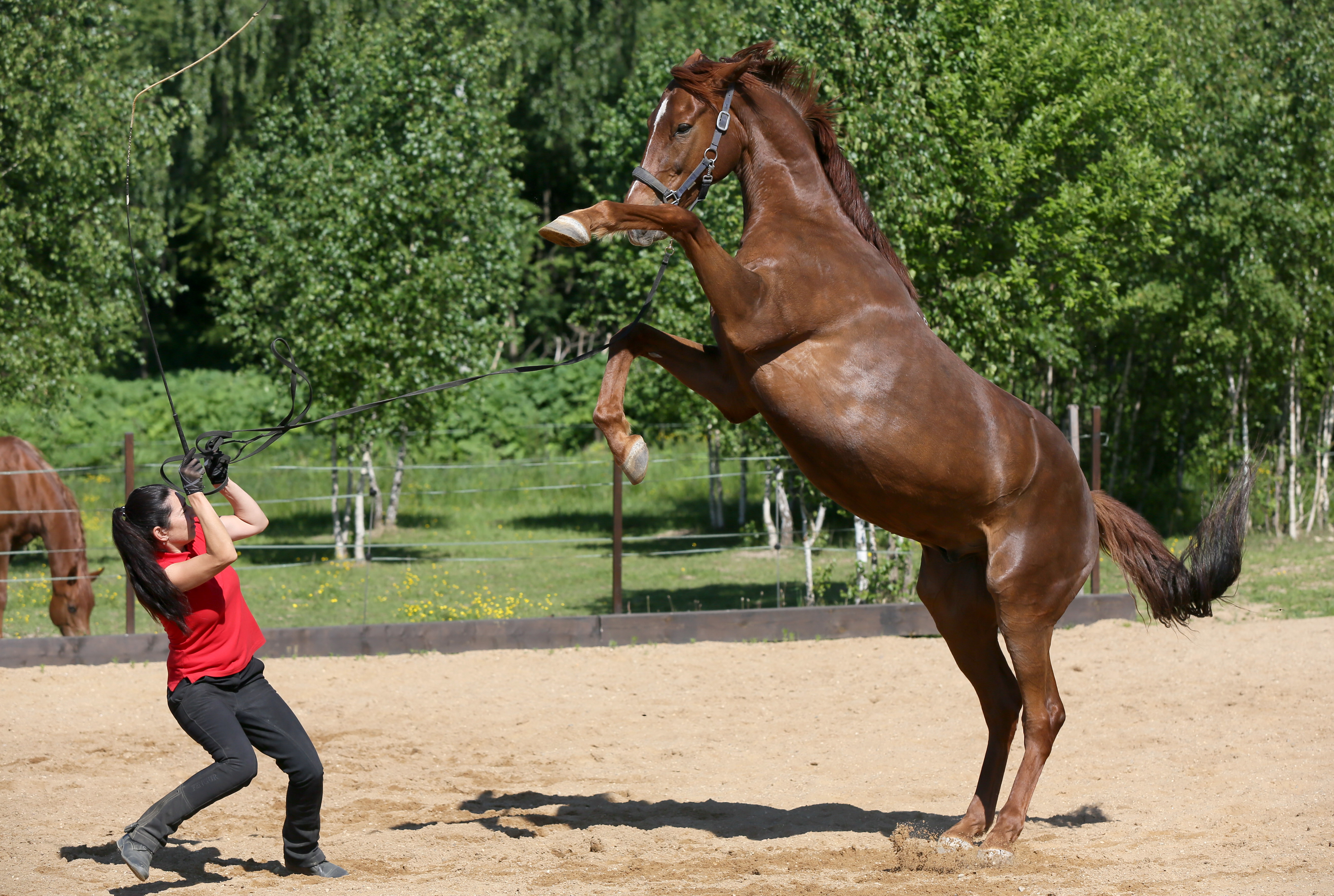 Как сесть на лошадь и как слезть с лошади в "майнкрафте": особенности приручения