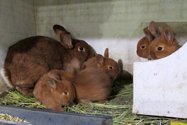Основы кролиководства: в каком возрасте отсаживать крольчат и чем их кормить