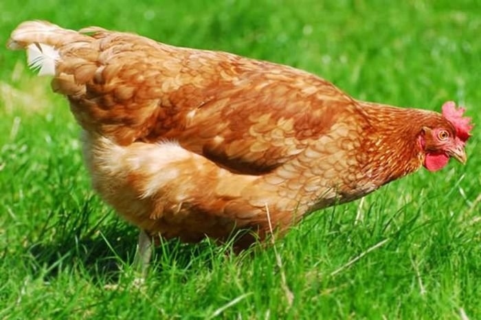 20 интересных фактов о курицах