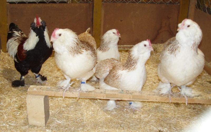Порода кур фавероль: описание и характеристика, как отличить пол цыпленка