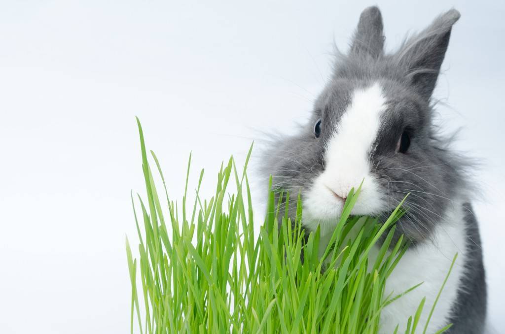 Можно ли давать кроликам молочай: особенности кормления, все за и против