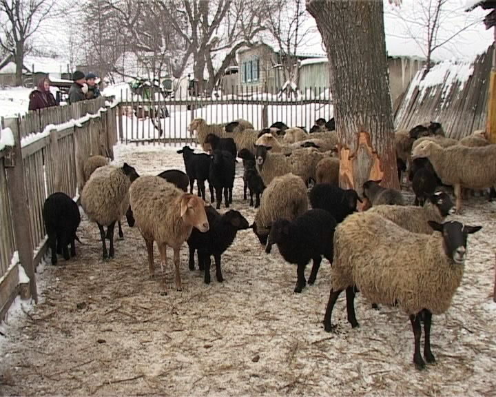 Как разводить баранов в домашних условиях: секреты овцеводства, выбор породы для выращивания
