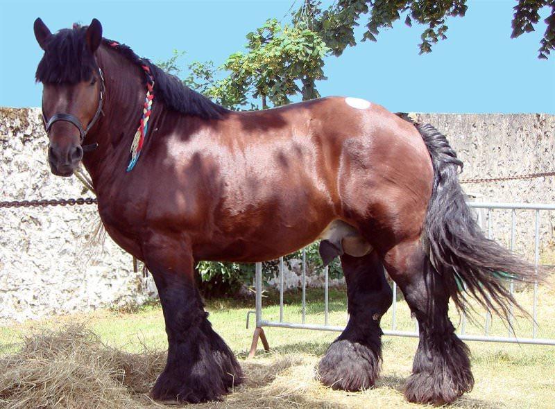 Сколько весит лошадь в среднем: сколько весит лошадь породы пони, весовые категории, мировые рекорды