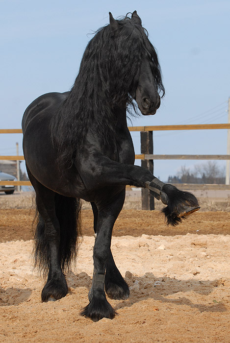 Фризская лошадь: условия содержания и перспективы разведения — cельхозпортал