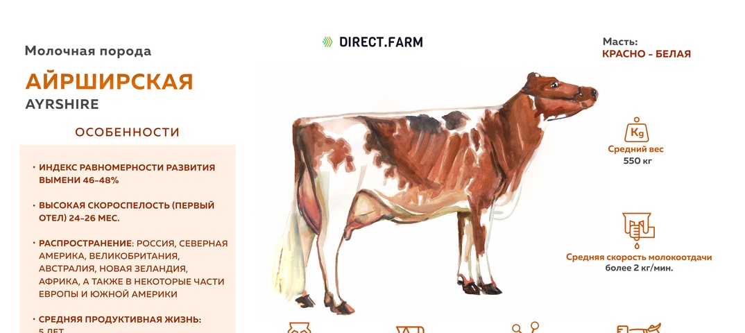 Швицкая порода коров (31 фото): характеристика бурых быков, выведенных в кантоне швиц, плюсы и минусы швицкой породы крс, описание телят