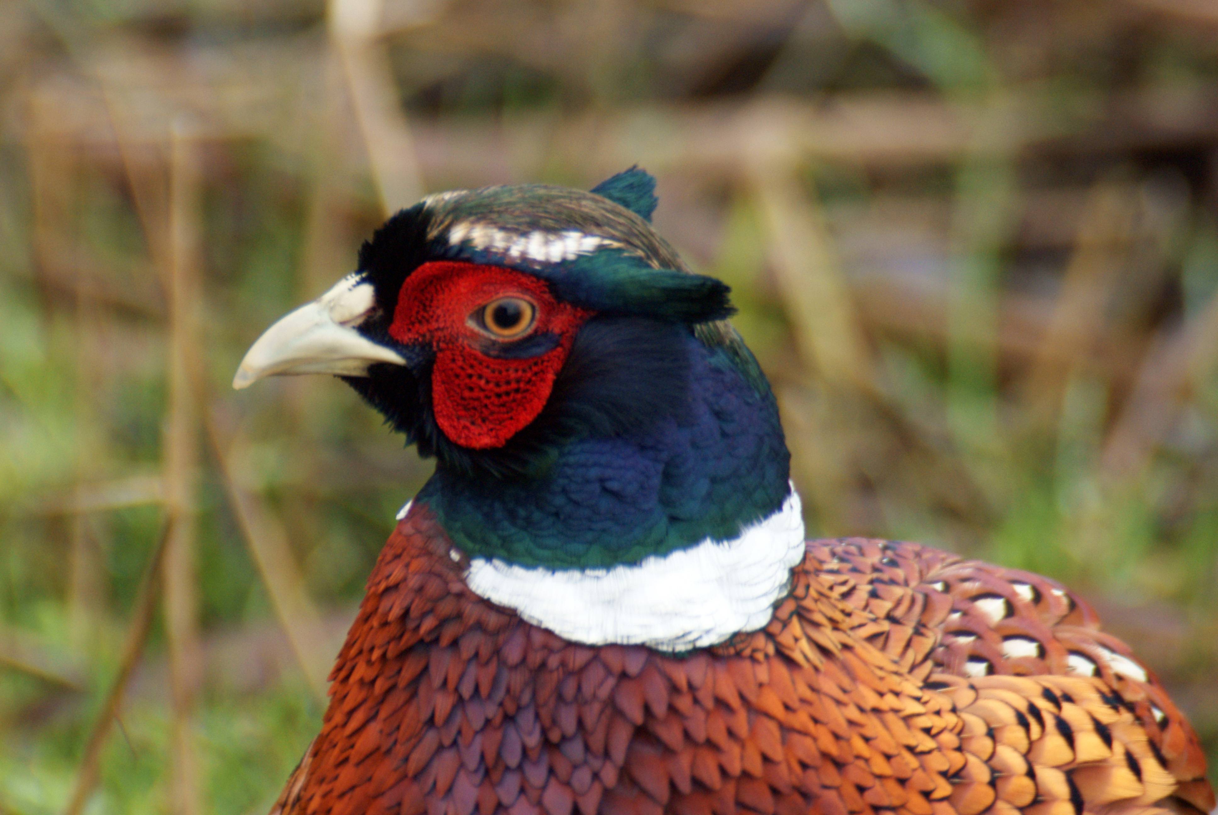 Птица фазан - описание вида, размножение, популяция