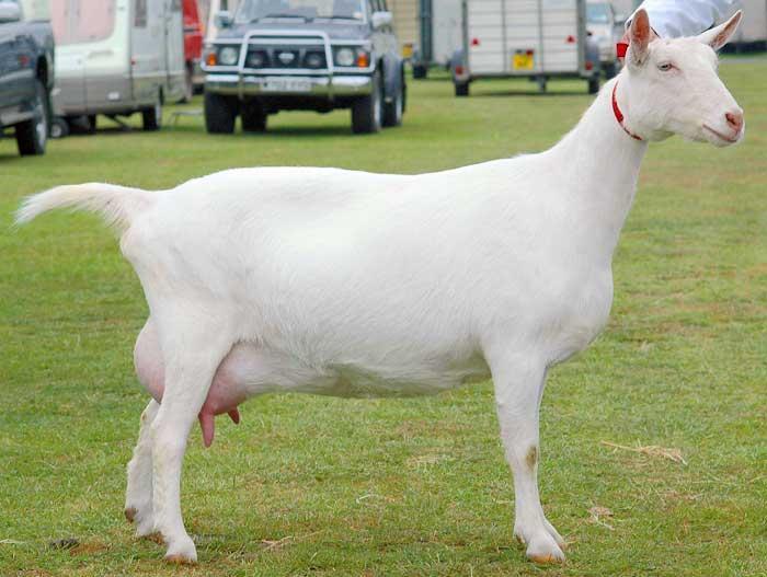 Молочные породы коз: названия, описания и характеристики