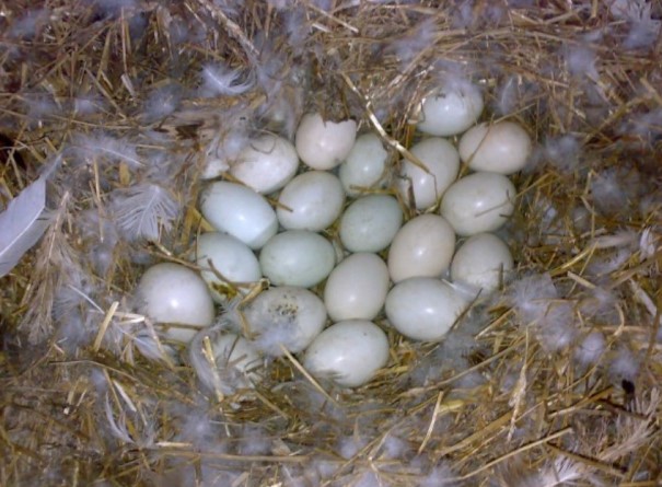 Несут гуси. когда и с какого возраста начинают нестись гуси, живущие в домашних условиях. как отбирать яйца