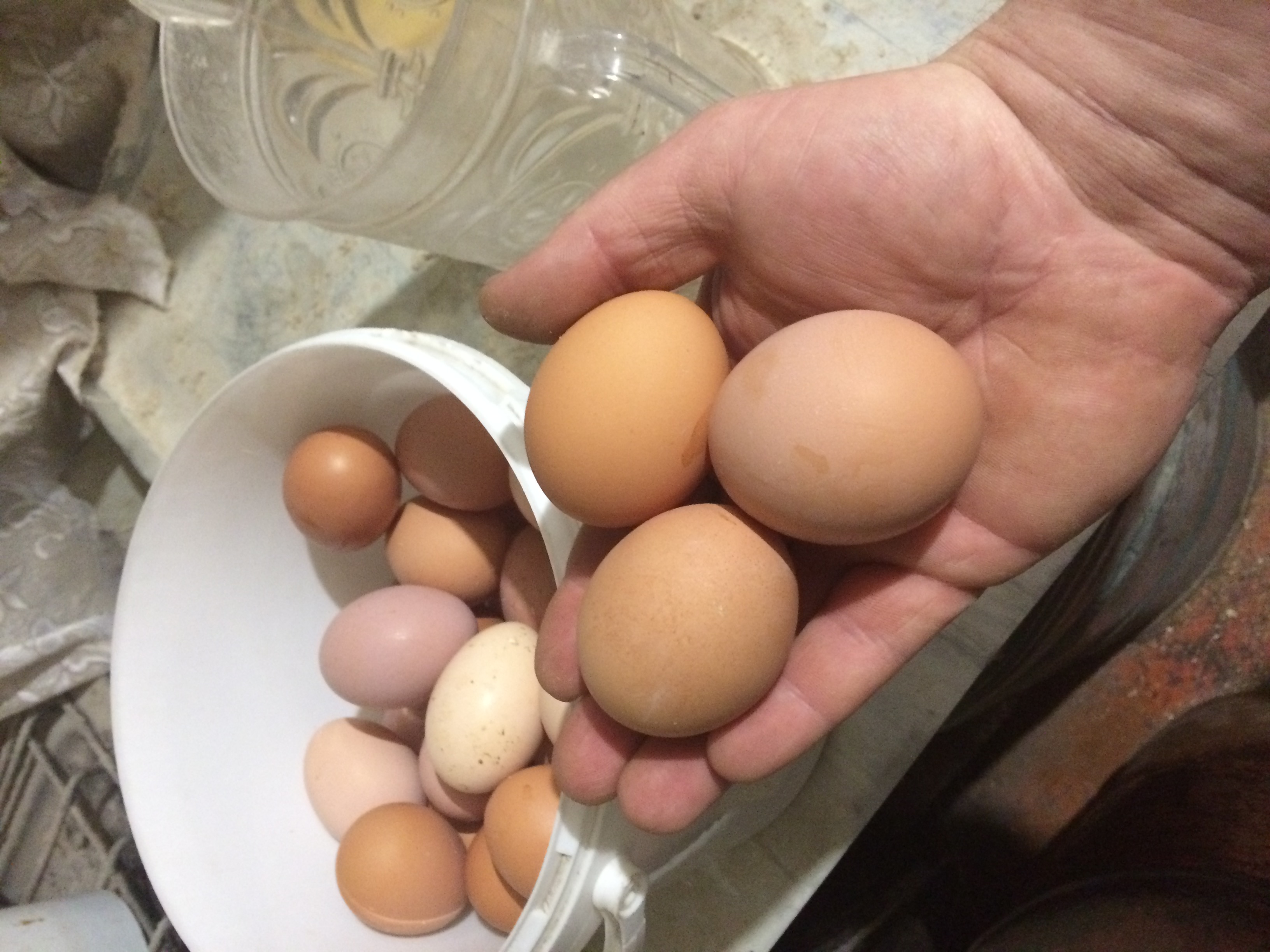 Куры несут мелкие яйца – причины и что делать