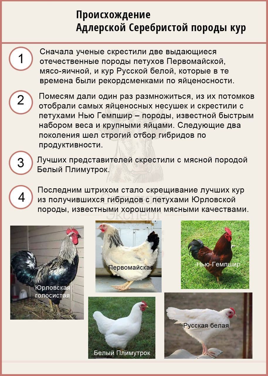 Для чего стоит скрещивать кур каких результатов можно добиться - дневник садовода amparagroup.ru