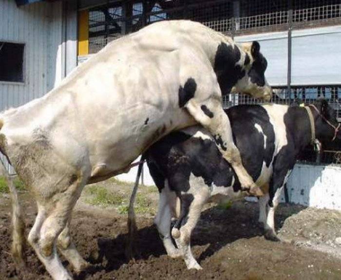 Части тела коровы: как разделать быка, схема туши