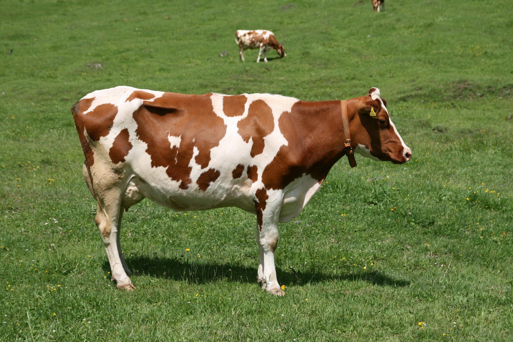 Красно пестрая порода. Порода симментальская ,айрширская.. Голштинская красно пестрая корова. Айрширская корова. Бык айрширской породы.