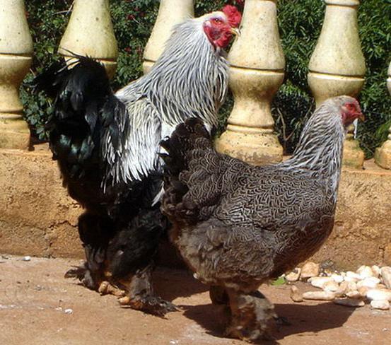Куры брама: описание породы, разведение цыплят, предназначение птицы