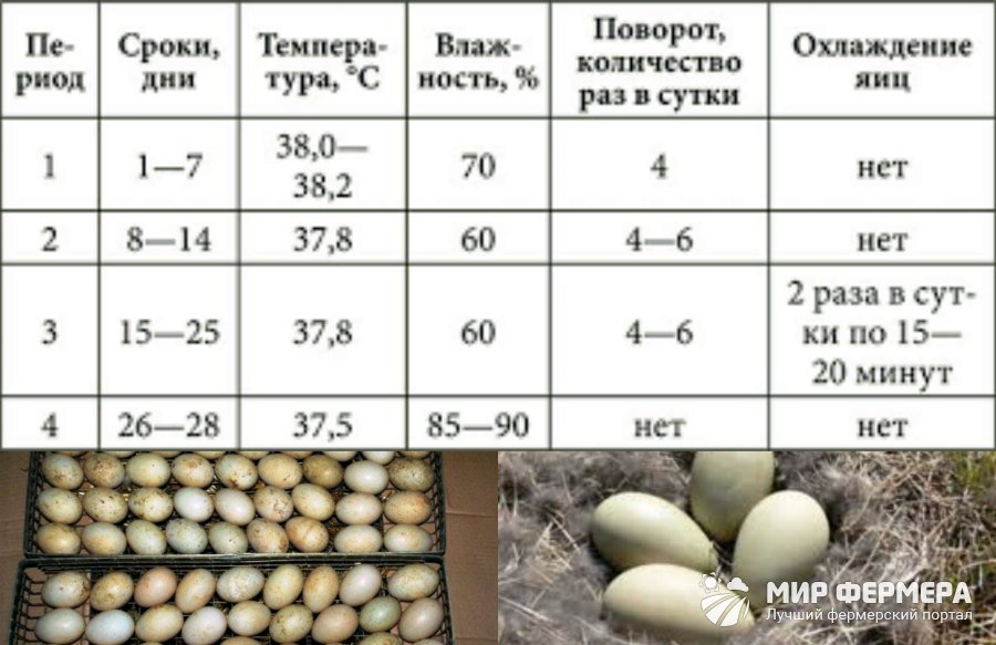 Какой срок инкубации куриных яиц?