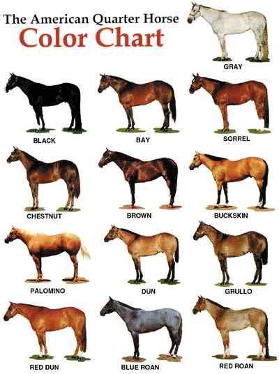 Основные масти лошадей