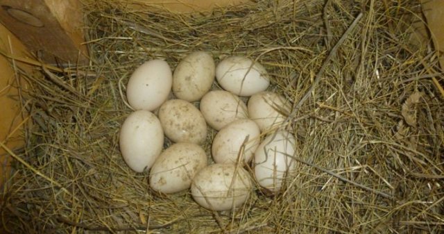 Основы инкубации утиных яиц для новичков