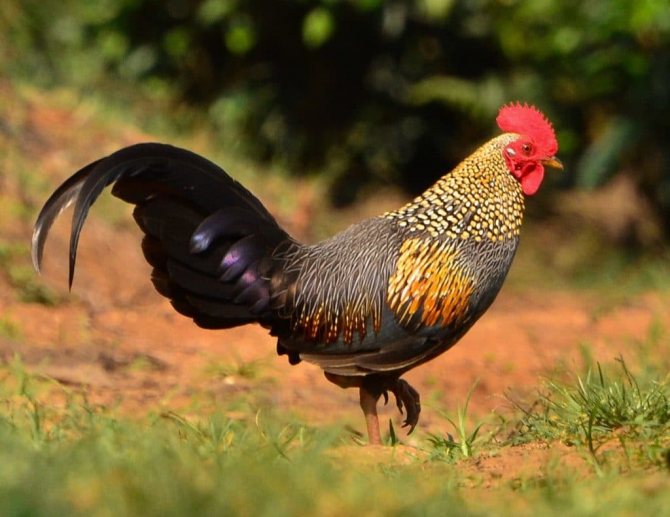 Банкивская джунглевая курица — википедия. что такое банкивская джунглевая курица