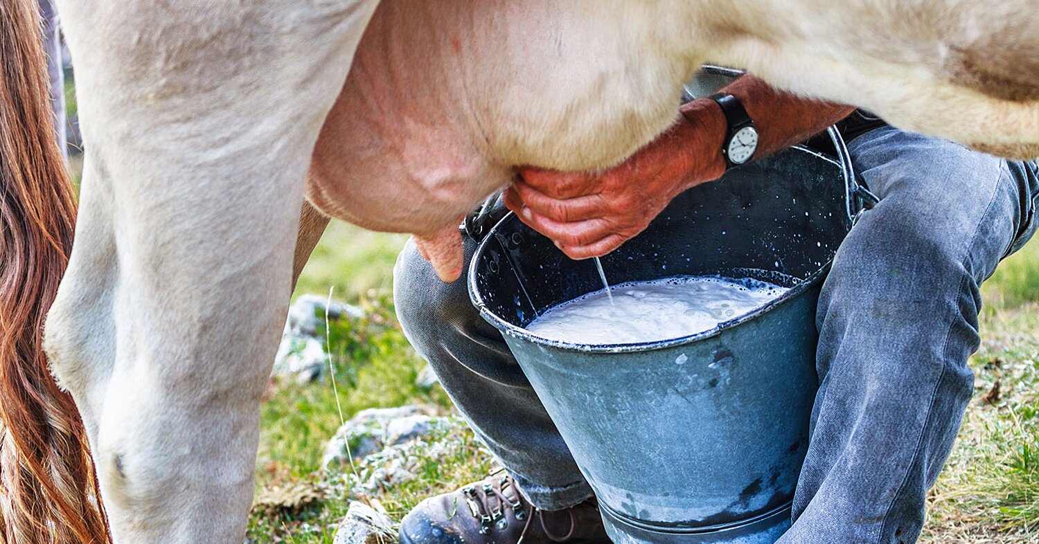 Почему горчит молоко у коровы: основные причины