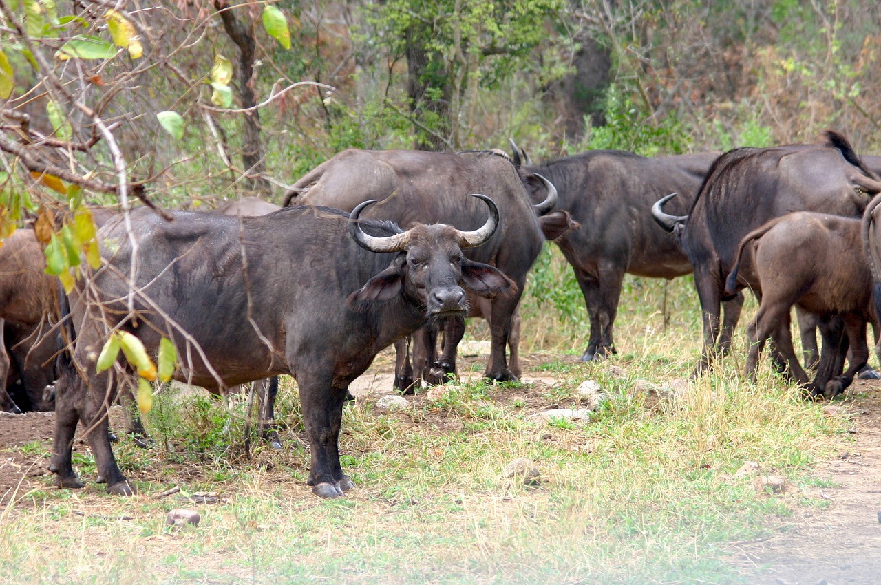Азиатский буйвол — википедия. что такое азиатский буйвол