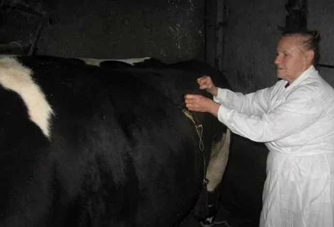 Тимпания рубца у коров: этиология, патогенез, симптомы и особенности лечения