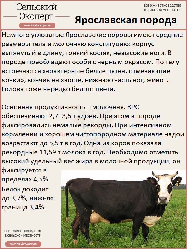 Взаимосвязь хозяйственно-полезных признаков у коров с различным уровнем молочной продуктивности — молочное скотоводство в россии — статьи, публикации
